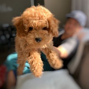 Meet your Posher, Bruce